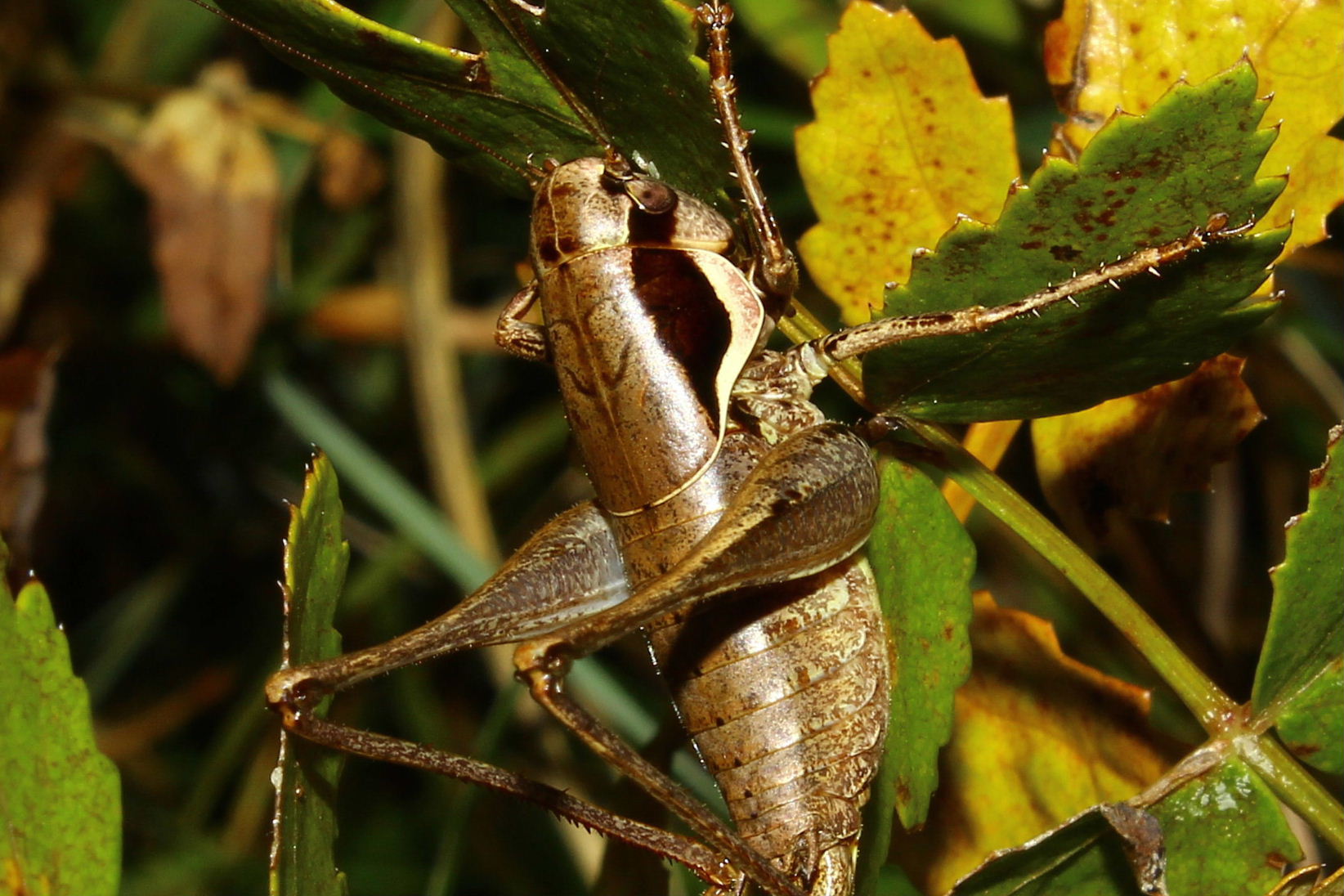 Orthoptera da determinare-10 ??